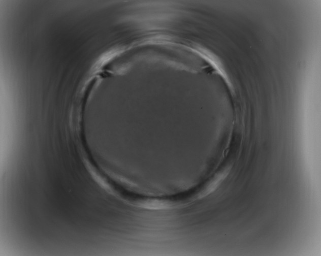 X0000085300437200703302004