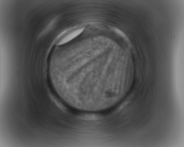 X0000085300439200703302004
