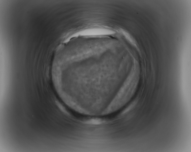 X0000085300441200703302004