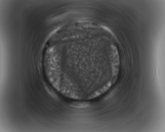 X0000085300443200703302004