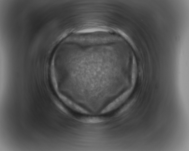 X0000085300445200703302004