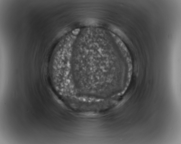 X0000085300449200703302004