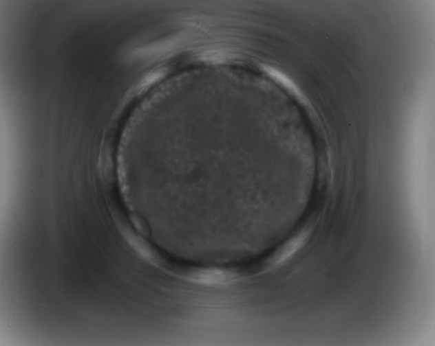 X0000085300453200703302004