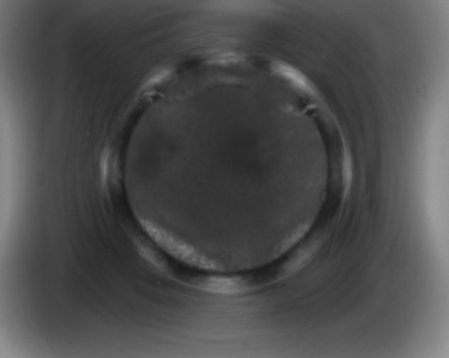 X0000085300457200703302004