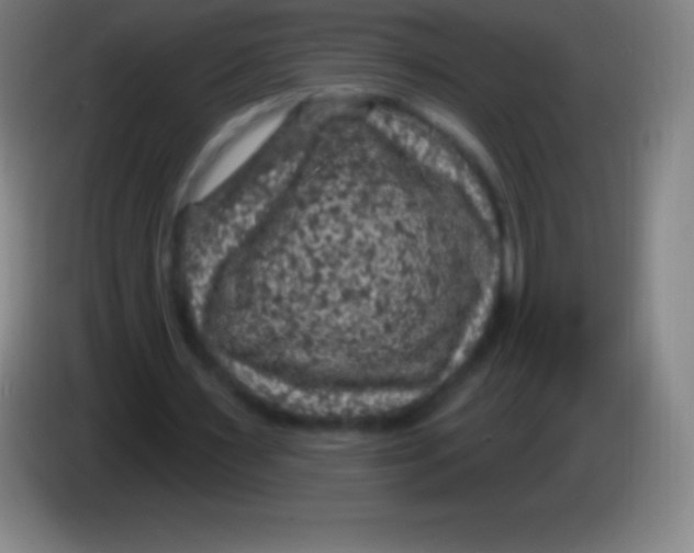 X0000085300483200703302004
