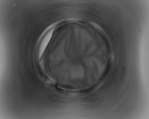 X0000085300484200703302004