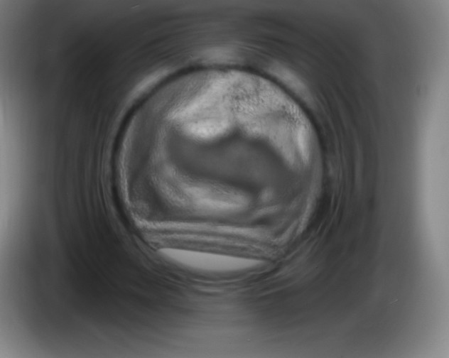 X0000085300487200703302004