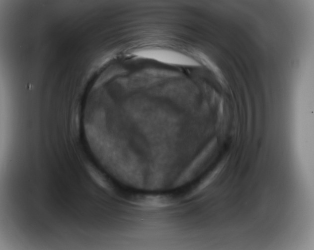 X0000085300493200703302004