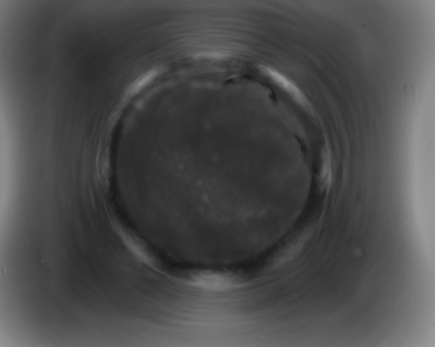 X0000085300494200703302004