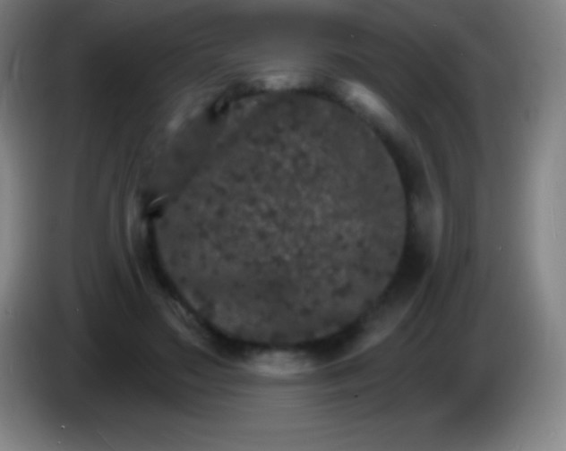 X0000085300499200703302004