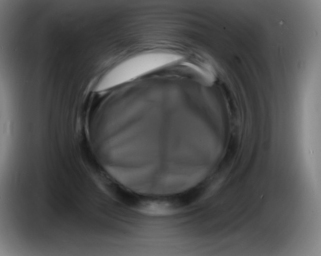 X0000085300500200703302004