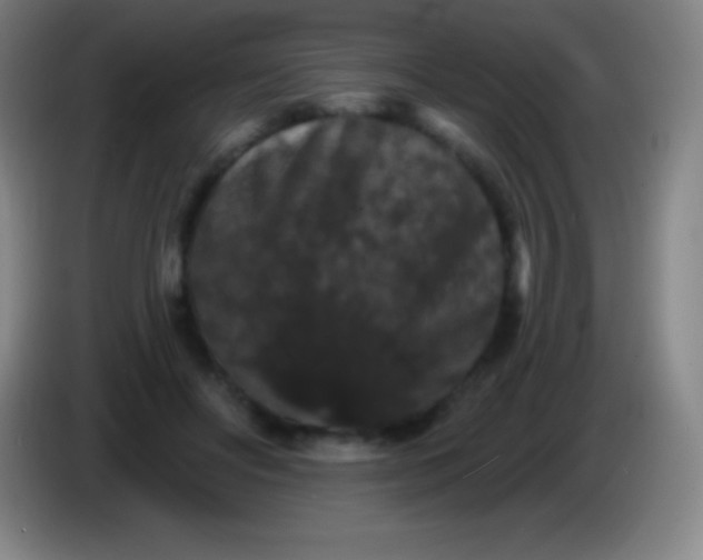 X0000085300502200703302004