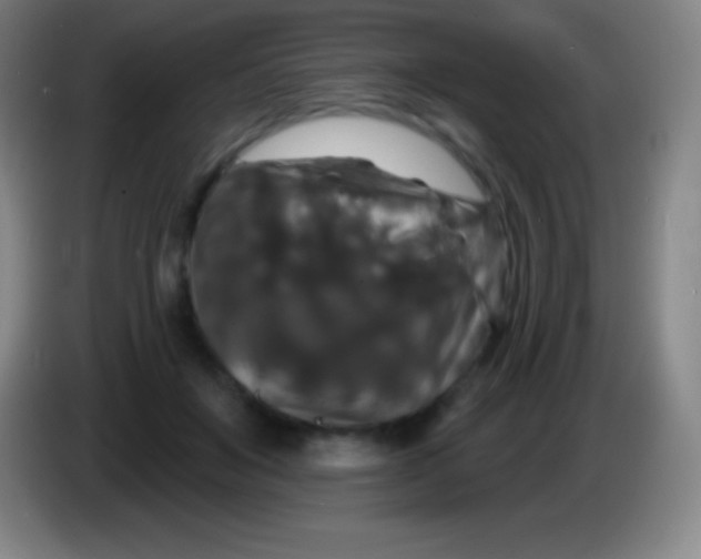 X0000085300503200703302004