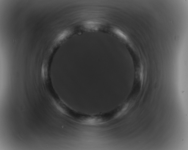 X0000085300504200703302004