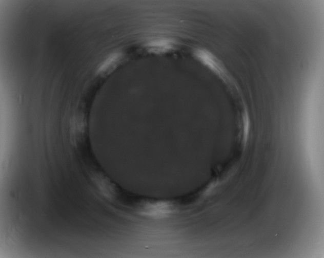 X0000085300513200703302004