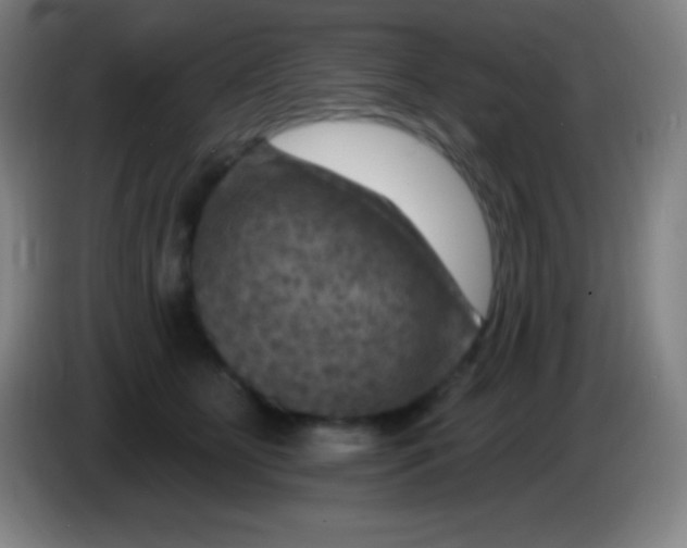 X0000085300515200703302003