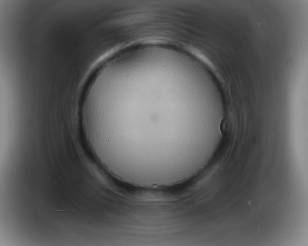 X0000085300535200703302003