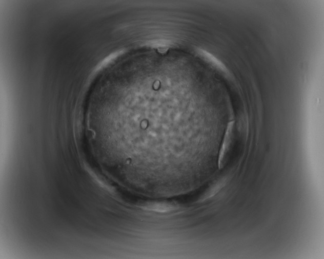 X0000085300540200703302003