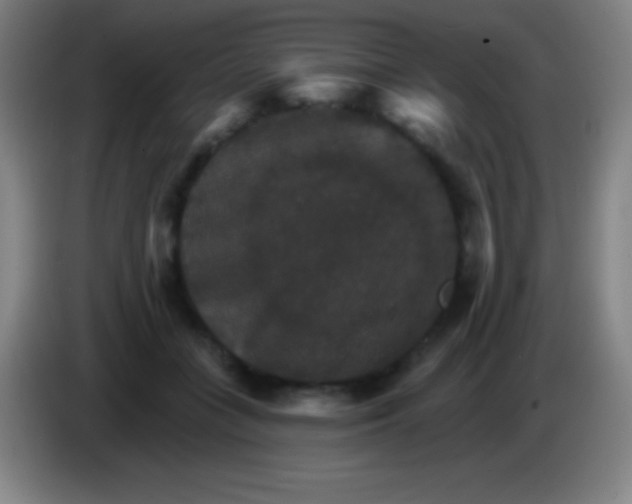 X0000085300555200703302003