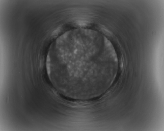X0000085300559200703302003