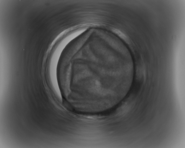 X0000085300584200703302003
