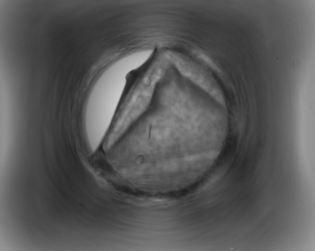 X0000085300586200703302002