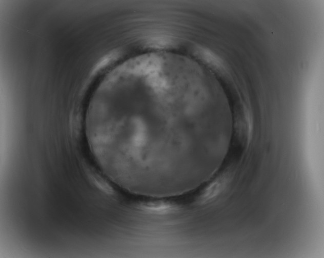 X0000085300591200703302002