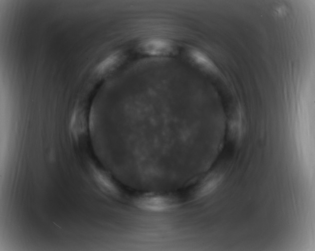 X0000085300620200703302002