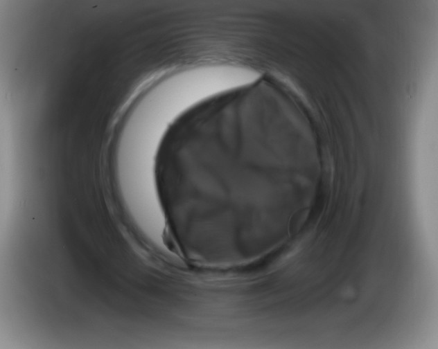 X0000085300626200703302001