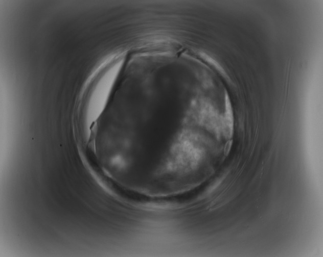 X0000085300630200703302001