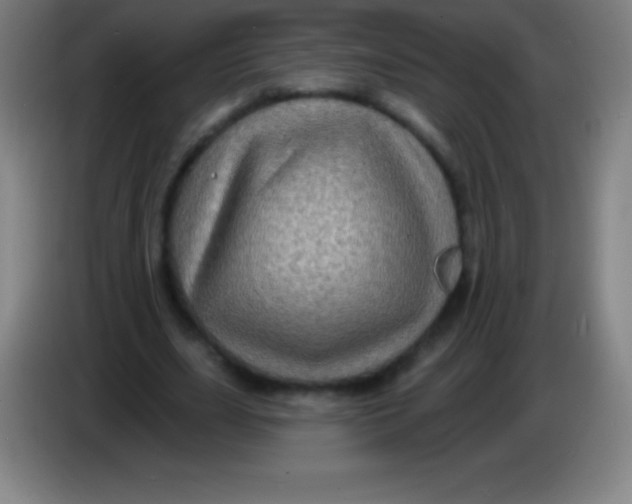 X0000085300631200703302001