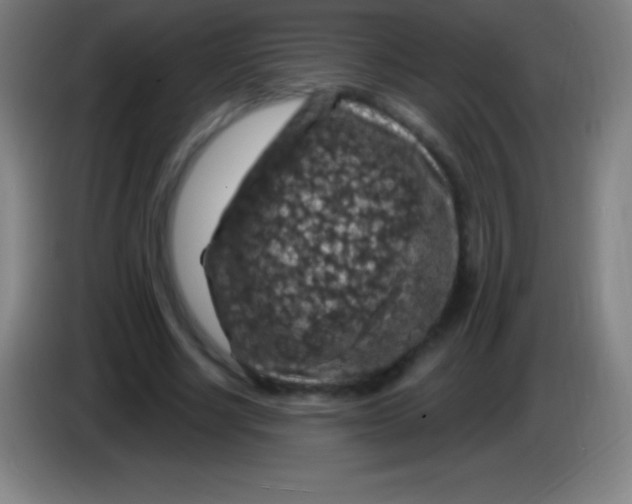 X0000085300634200703302001