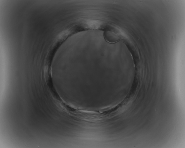 X0000085300641200703302001