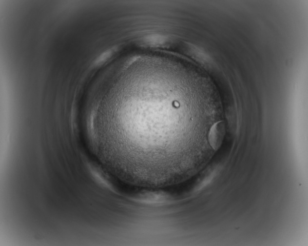 X0000085300642200703302001
