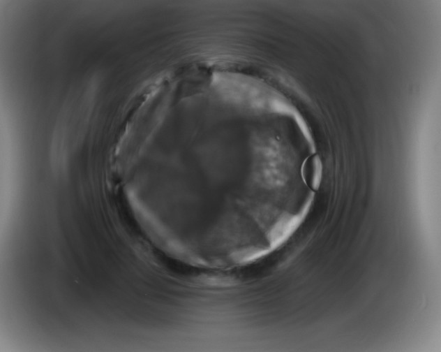 X0000085300644200703302001