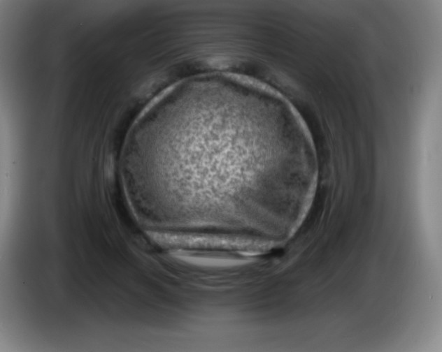 X0000085300646200703302001