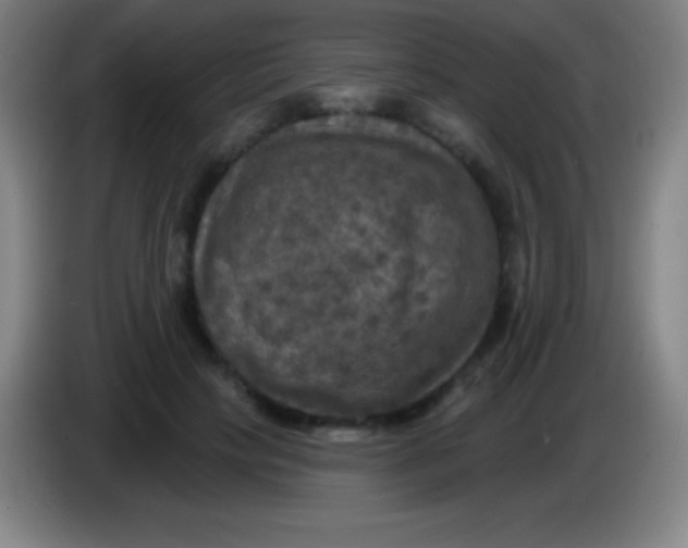 X0000085300649200703302001