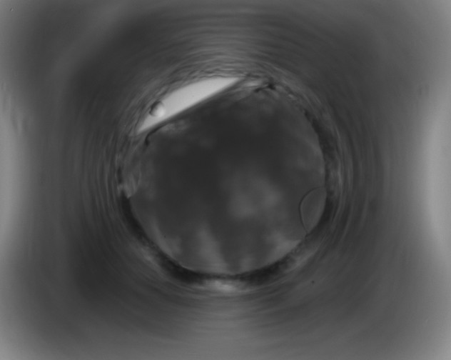 X0000085300654200703302001