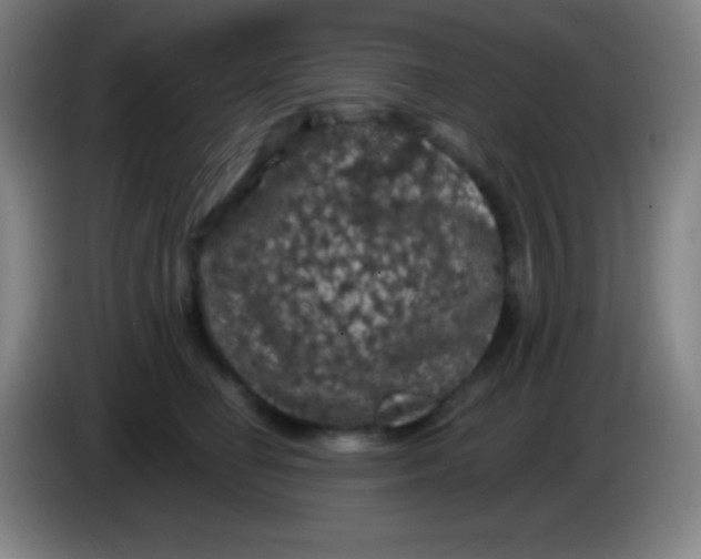 X0000085300662200703302002