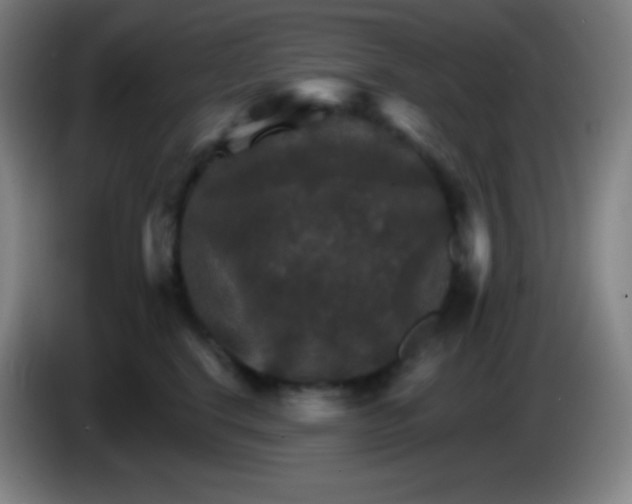 X0000085300664200703302002