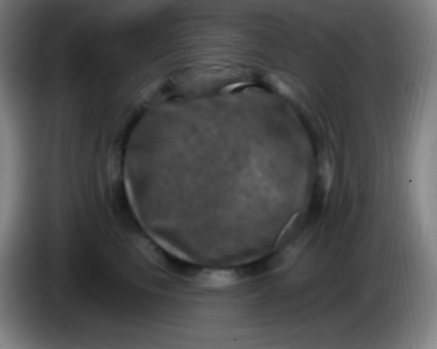 X0000085300665200703302002