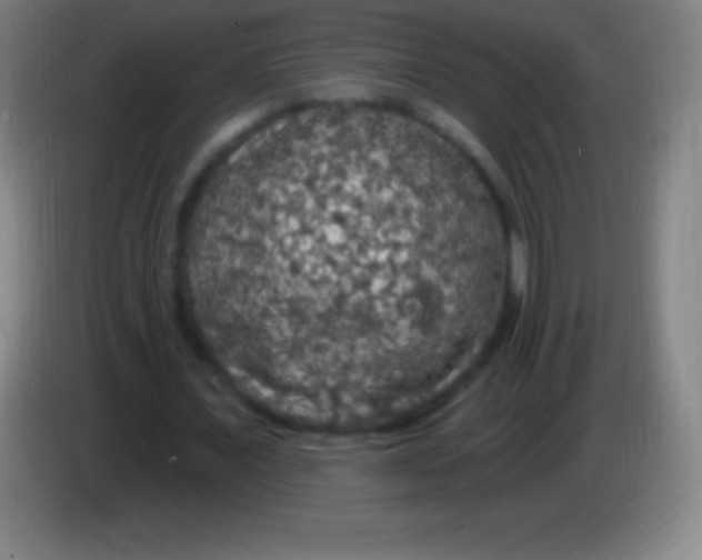 X0000085300675200703302001