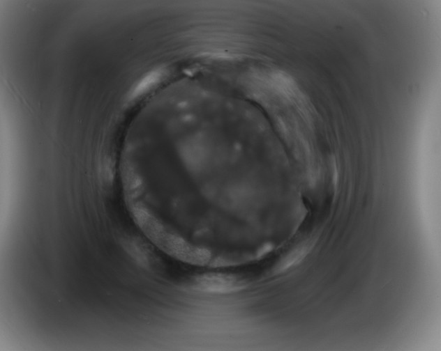 X0000085300691200703302001