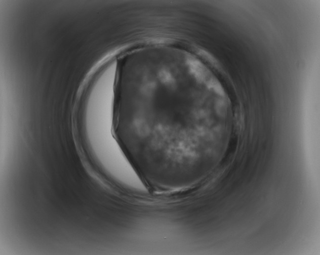 X0000085300726200703301959