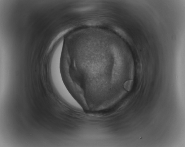 X0000085300727200703301959