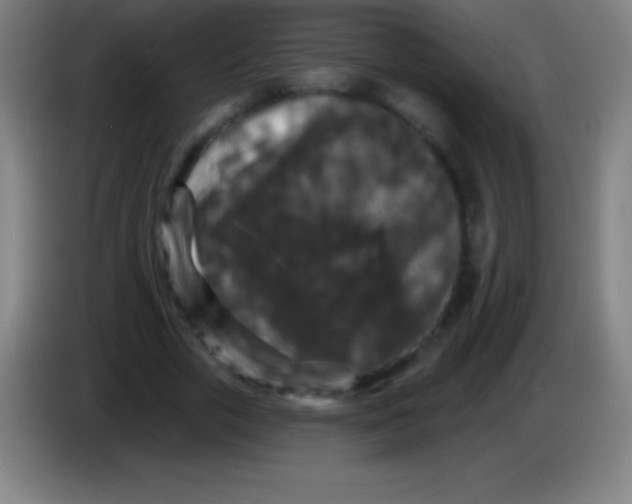 X0000085300729200703301959