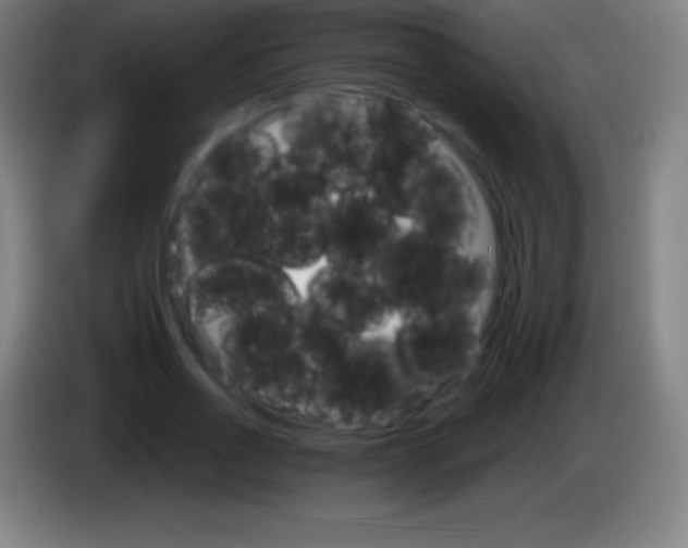 X0000085300734200703302000