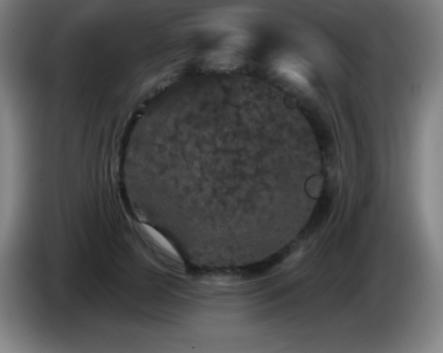 X0000085300745200703302000