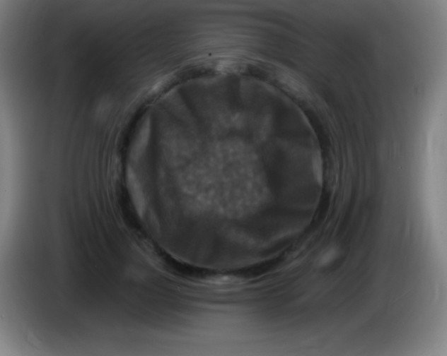 X0000085300748200703302000