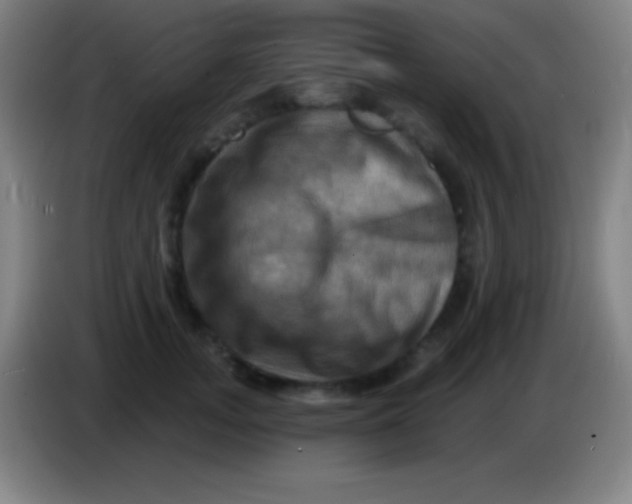 X0000085300755200703302000